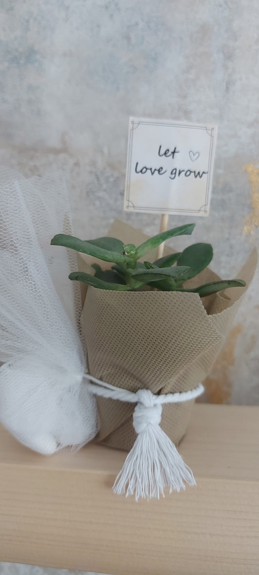 Wedding favor, potted cactus